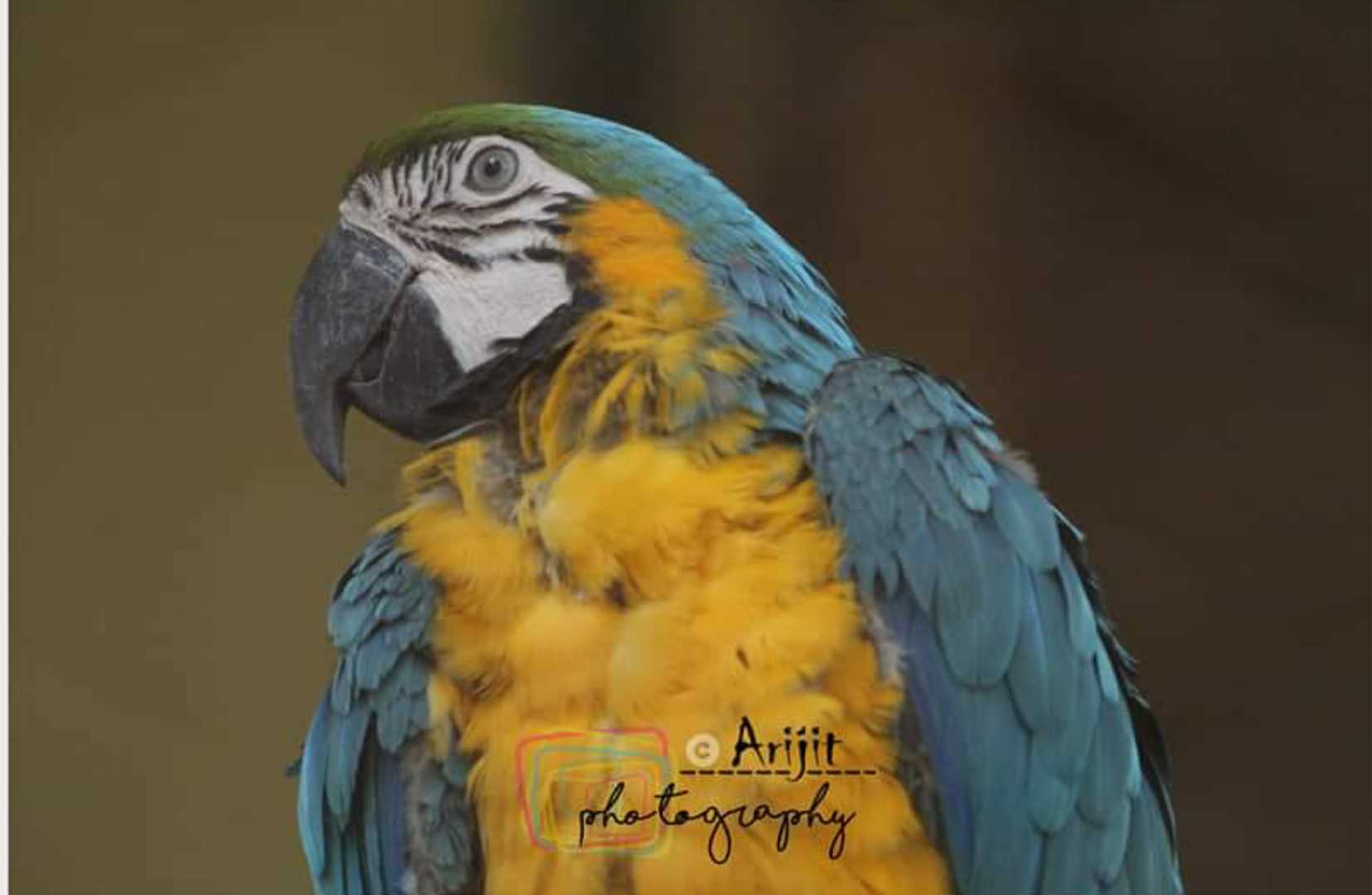 Macaw bird 