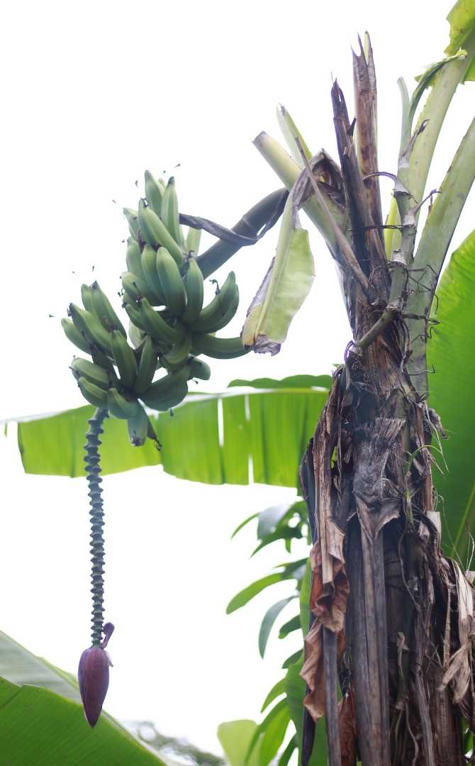 Pohon Pisang tak Berdaun 
