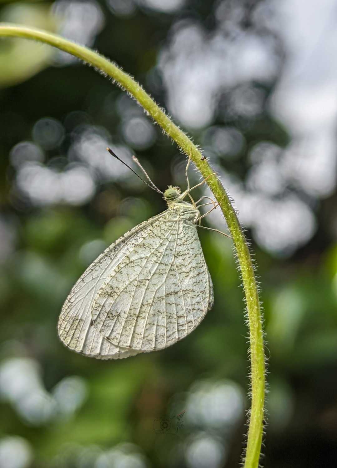 Leptosia nina