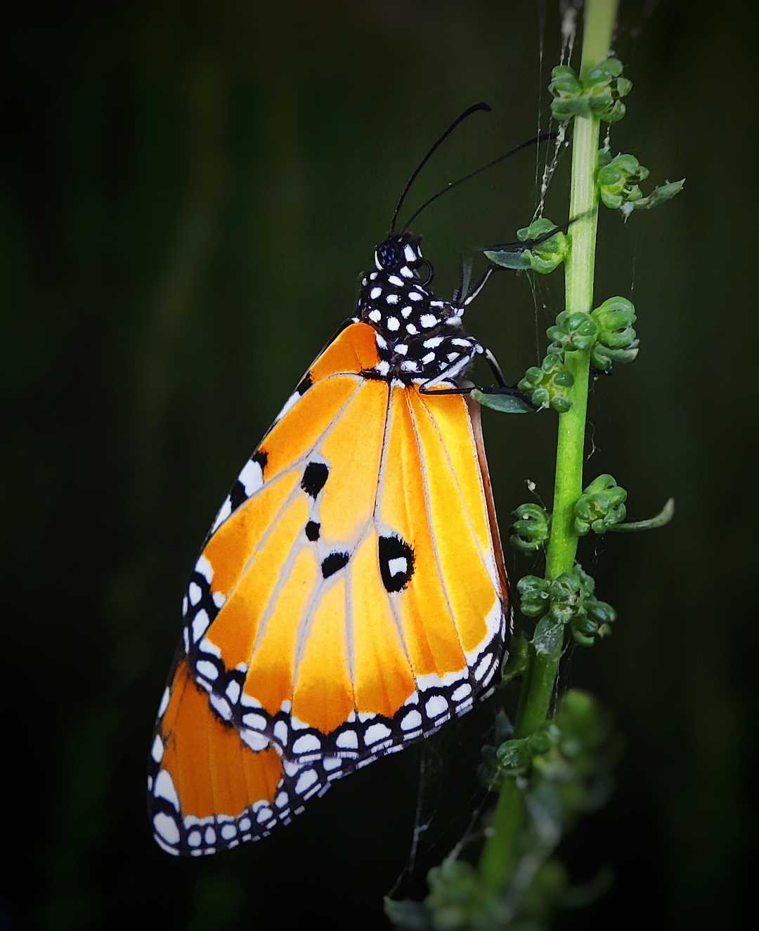 Butterfly 🦋