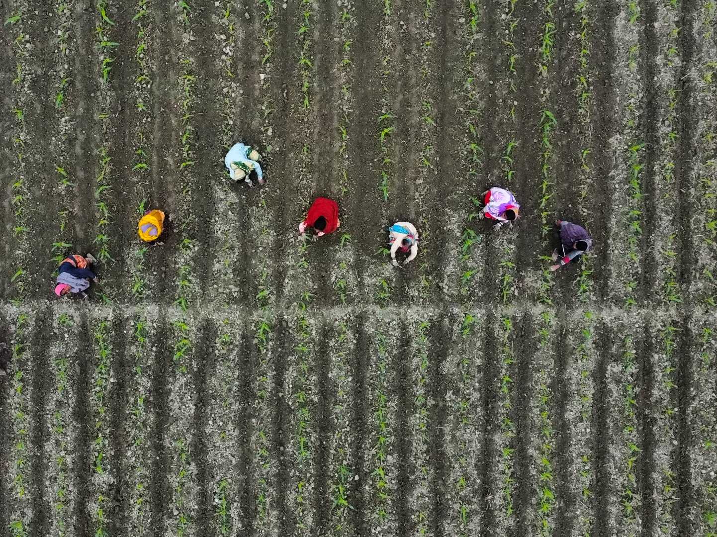 harvesting 