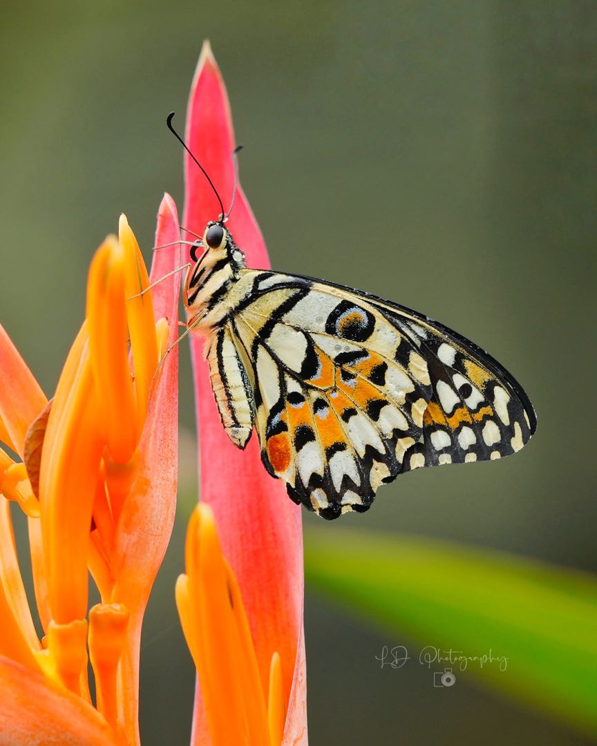 Kupu-kupu Jeruk (Papilio demoleus)