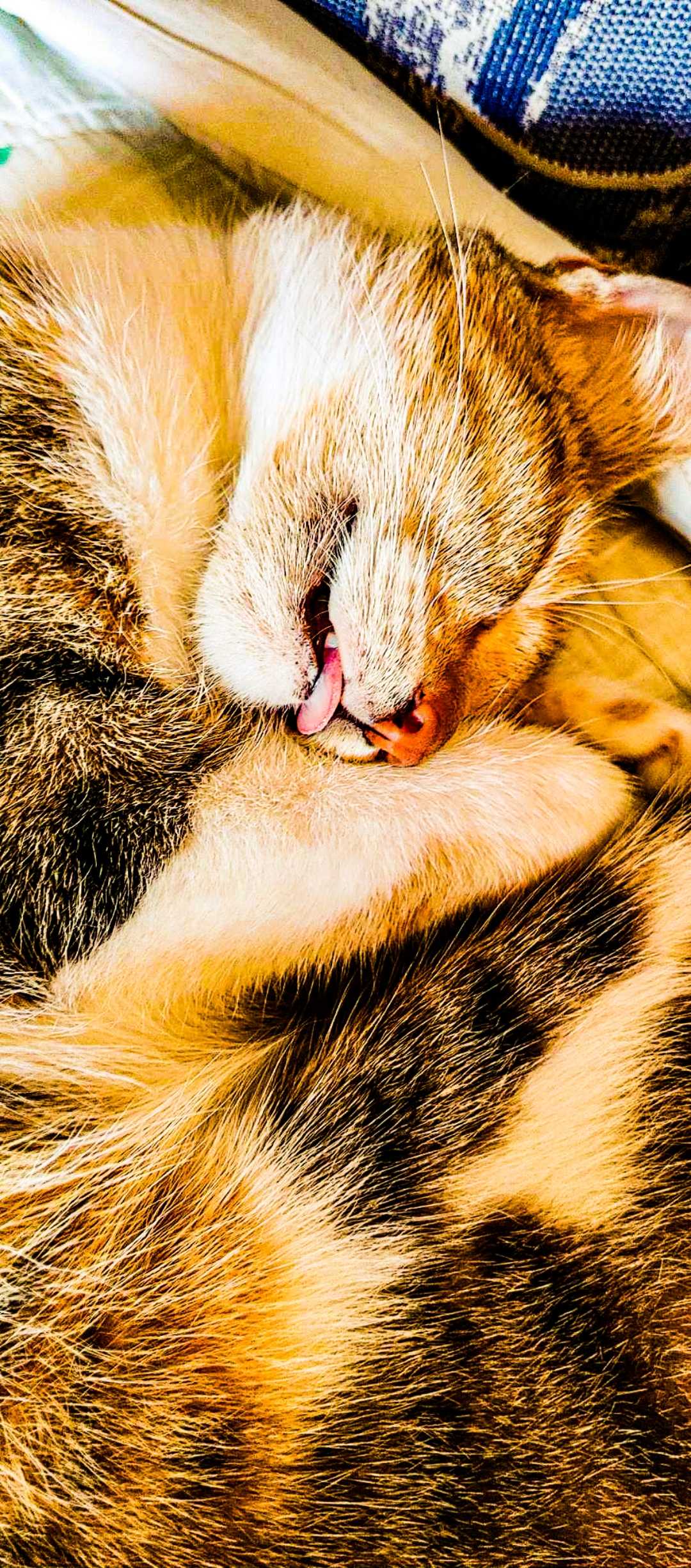  Cat..