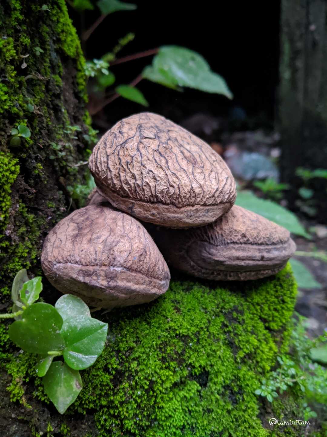 KEPAYANG (KLUWAK)