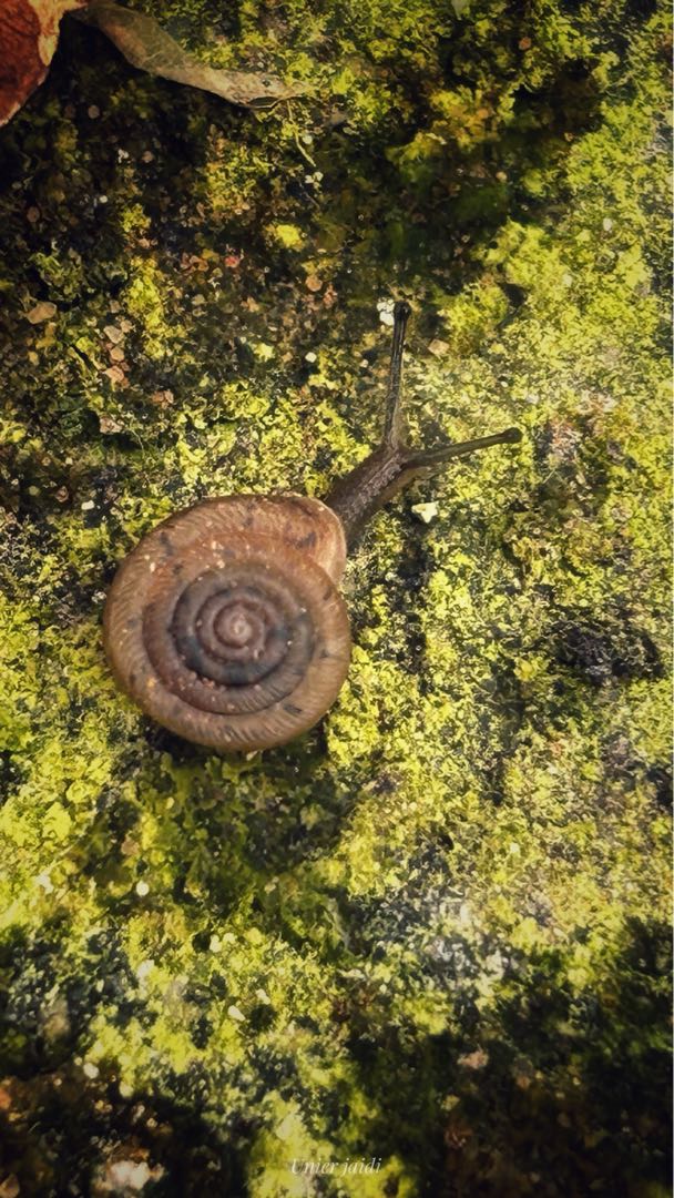 daedalochila / siput kecil