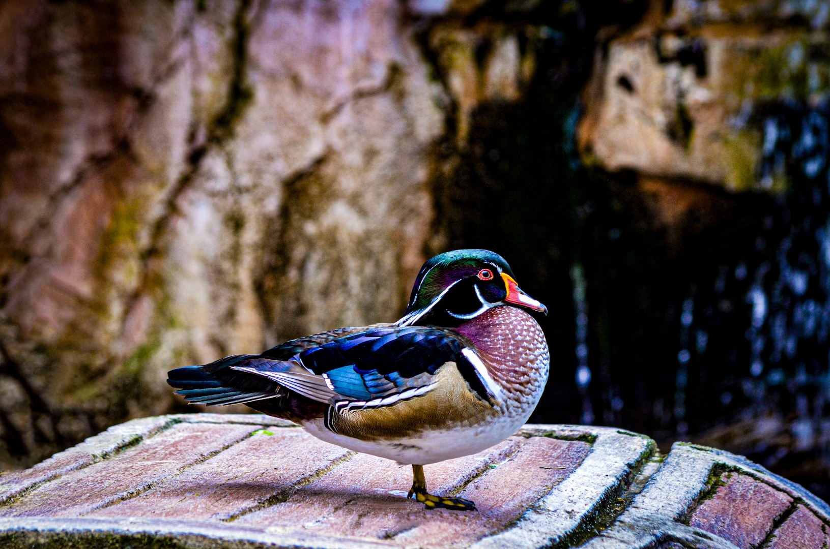 Duck in Jatim Park II