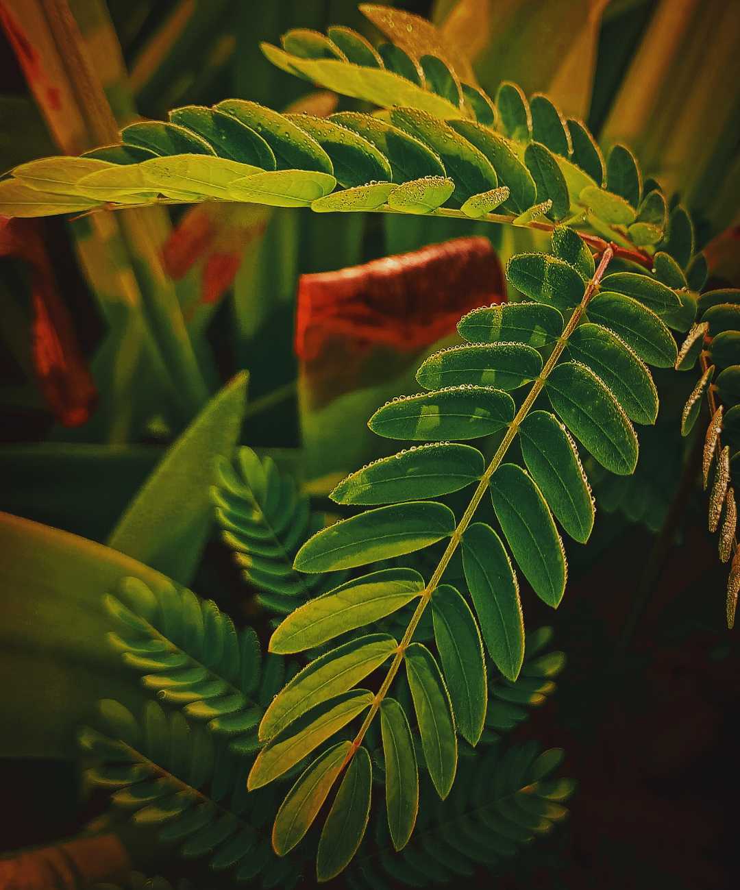 sunshine after rain🌧️🌿