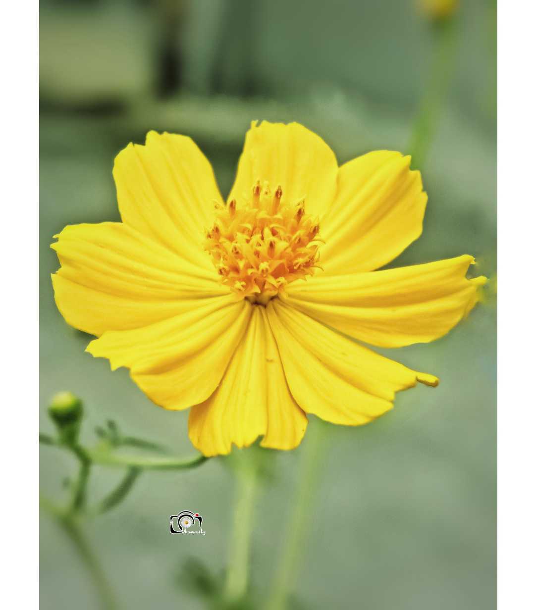 Cosmos Sulphureus (kenikir sulfur)