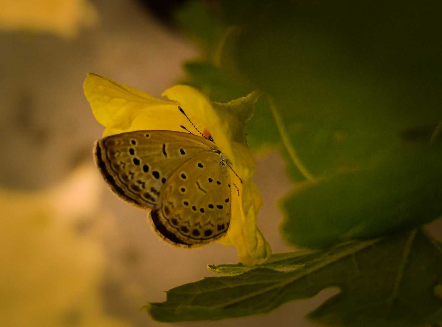 মধুর সন্ধানে 🦋✨