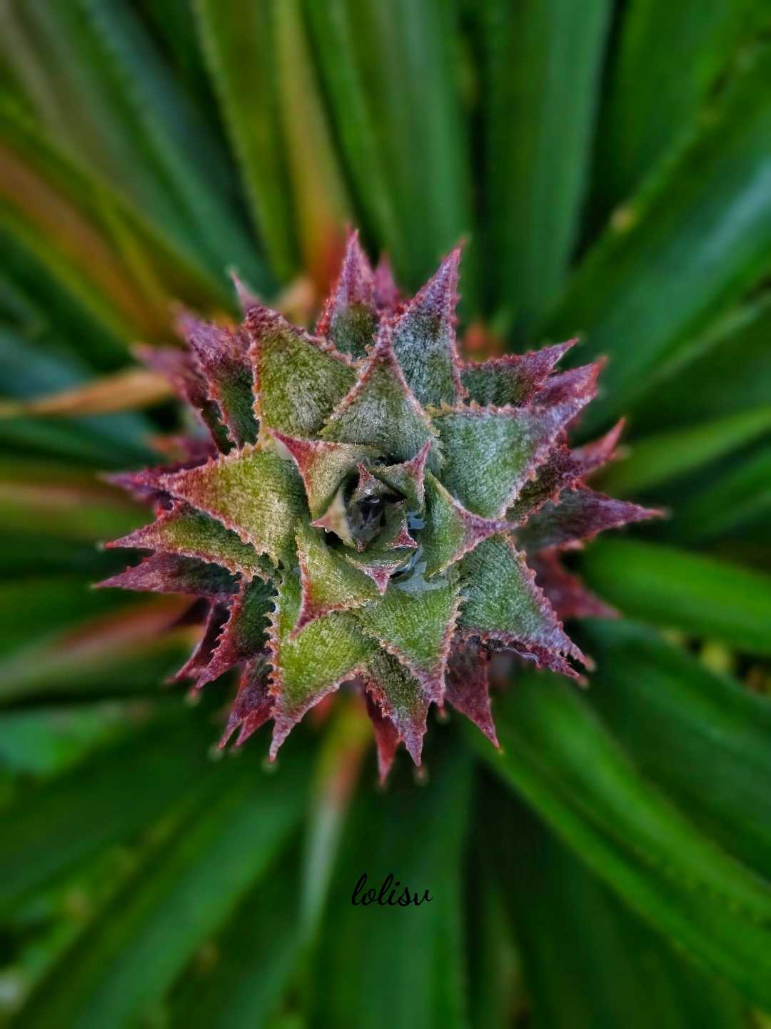 Pineapple