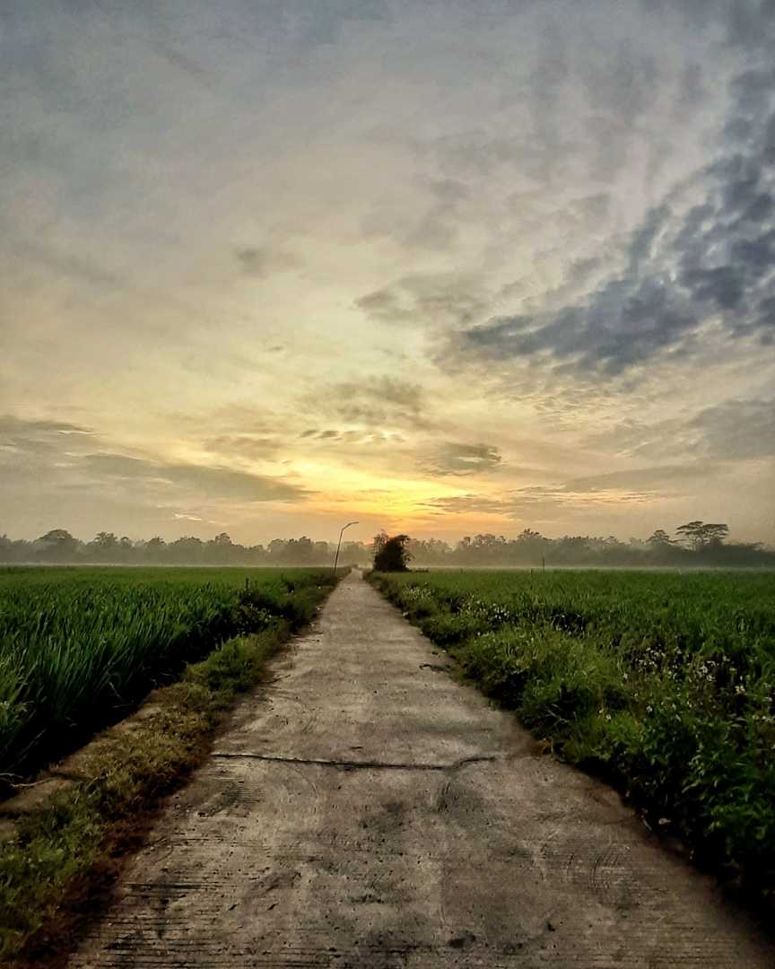 Morning dew