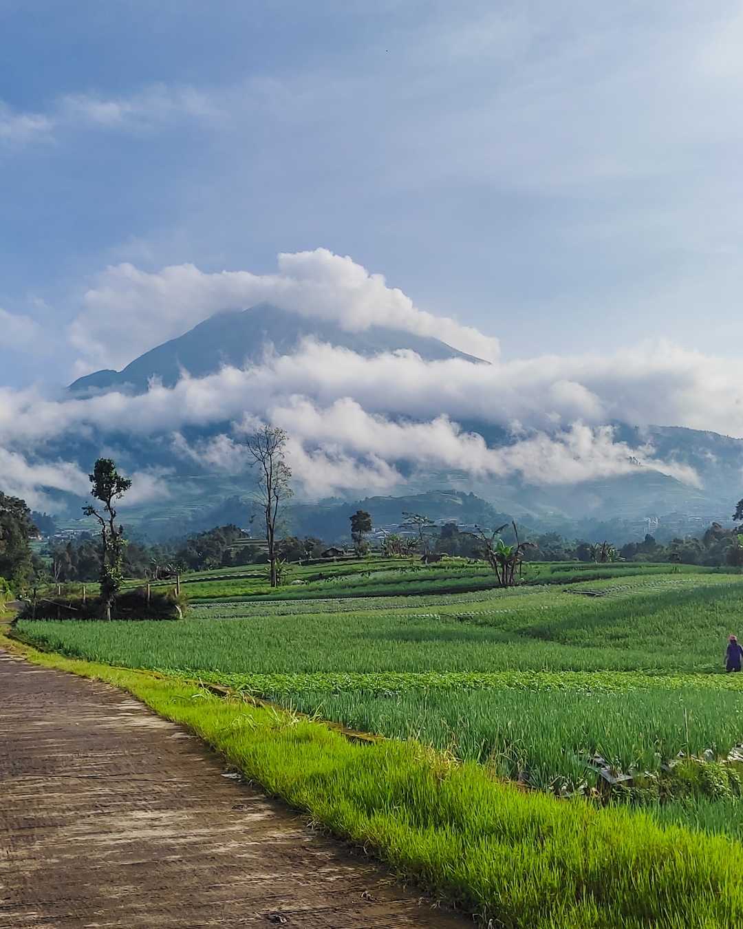 Negeri Sayur