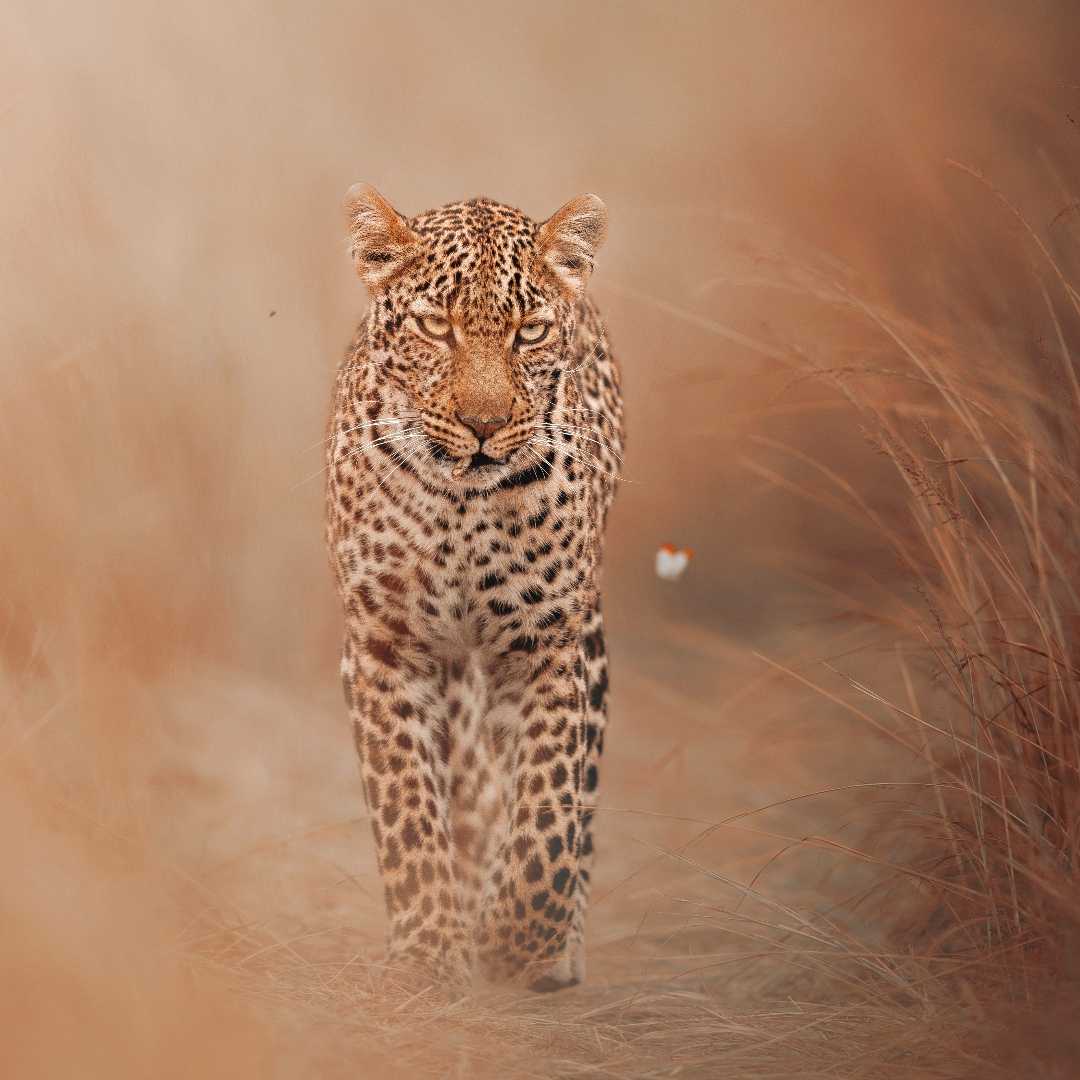 The LEOPARD BEAUTY ❣️
