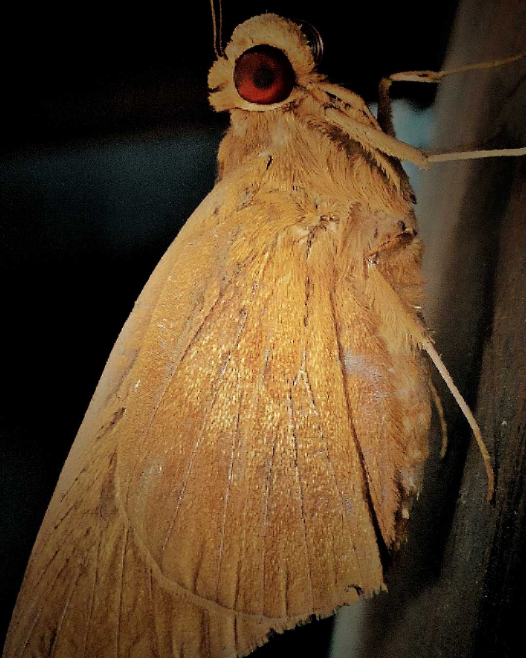 Common Red Eye Skipper