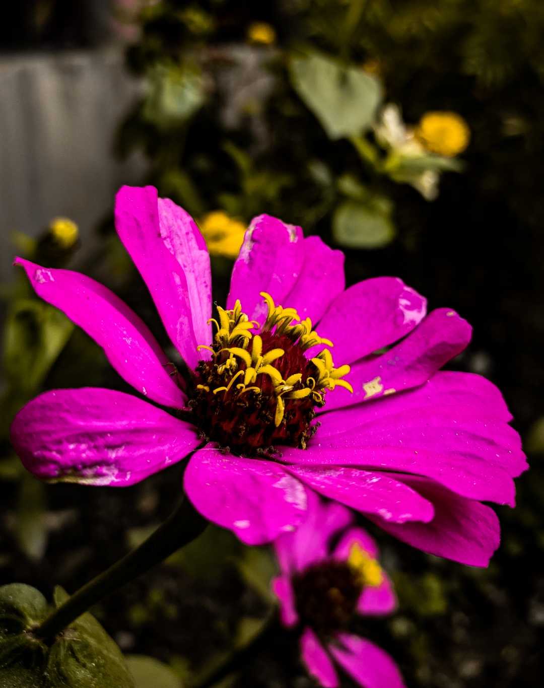 common zinnia 🌸✨❣️