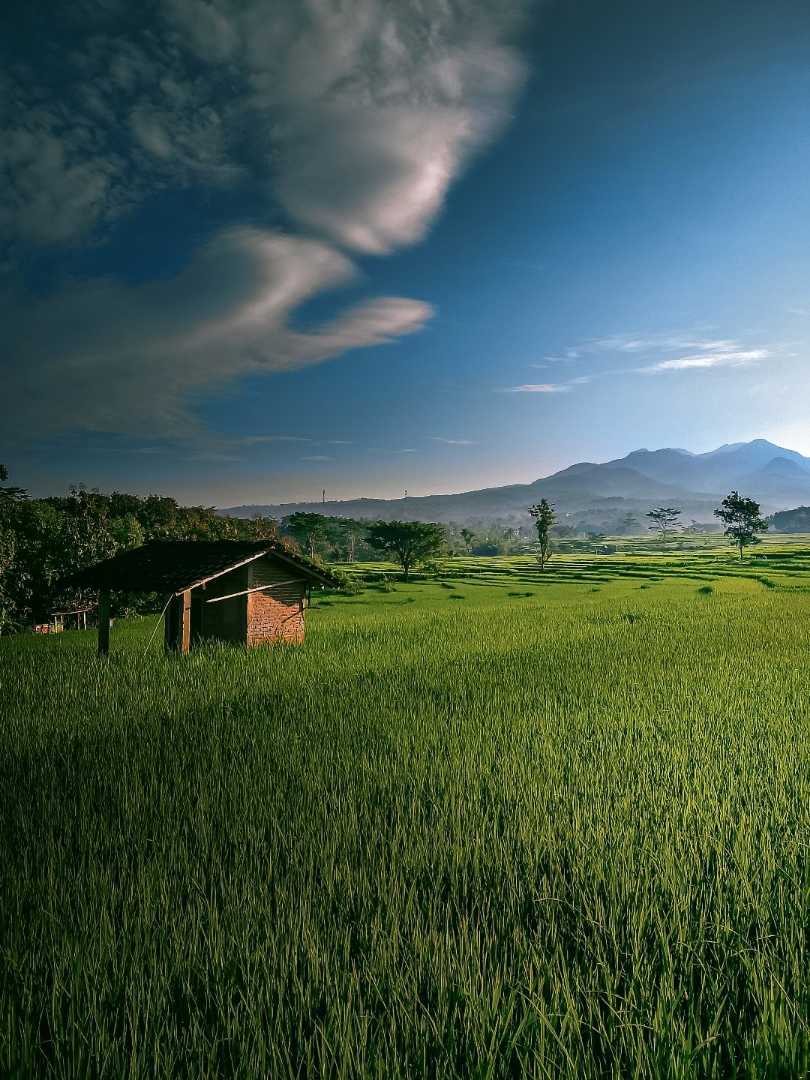 Sawah