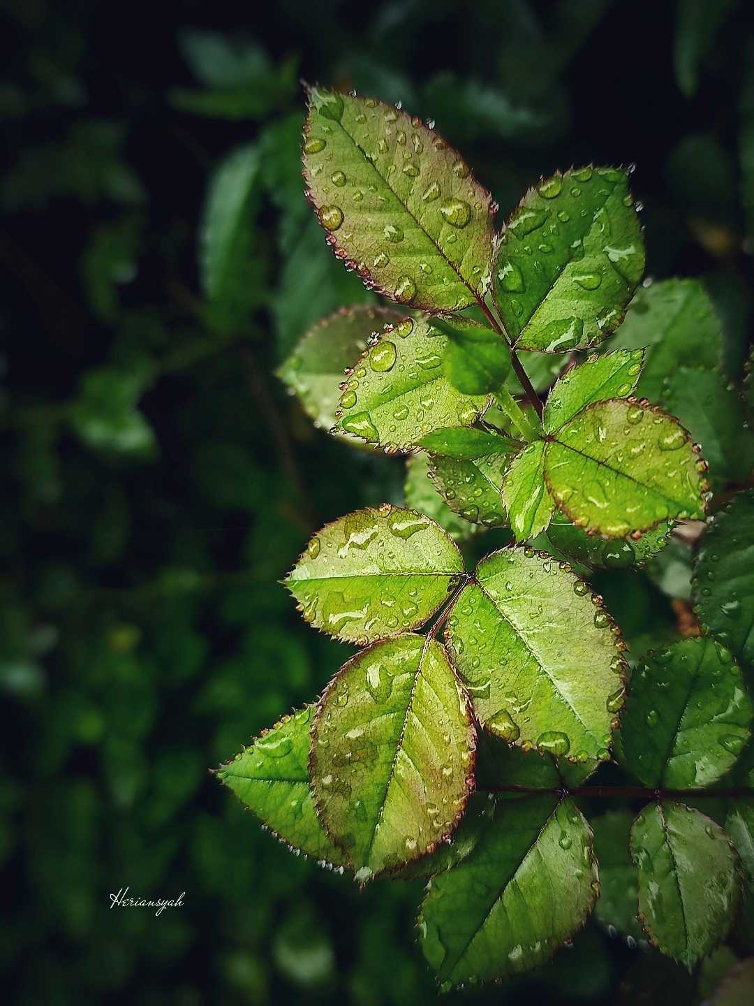 Daun Mawar