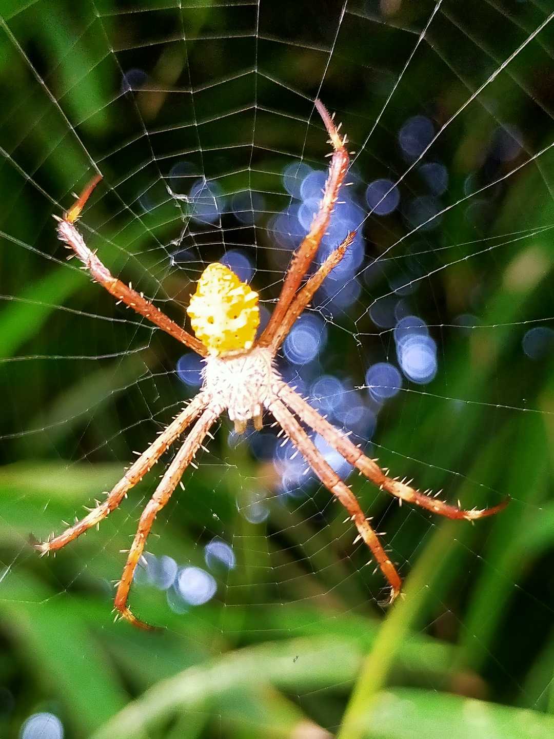 spider