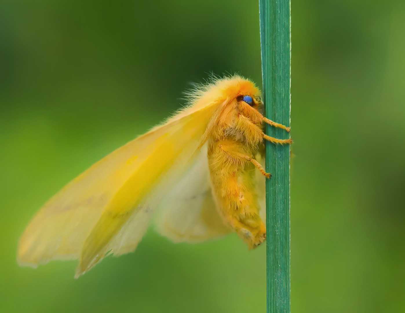 The ghost moth