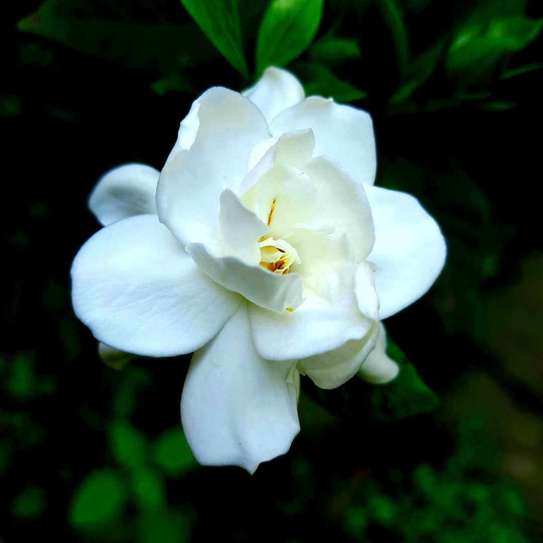 💮💮🌸🌸