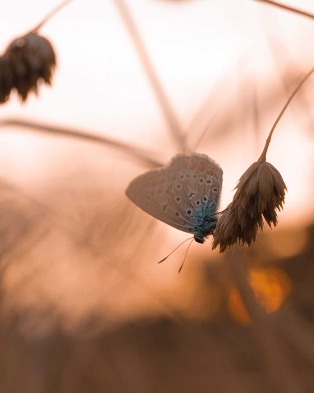 Common blue butterfly 💙