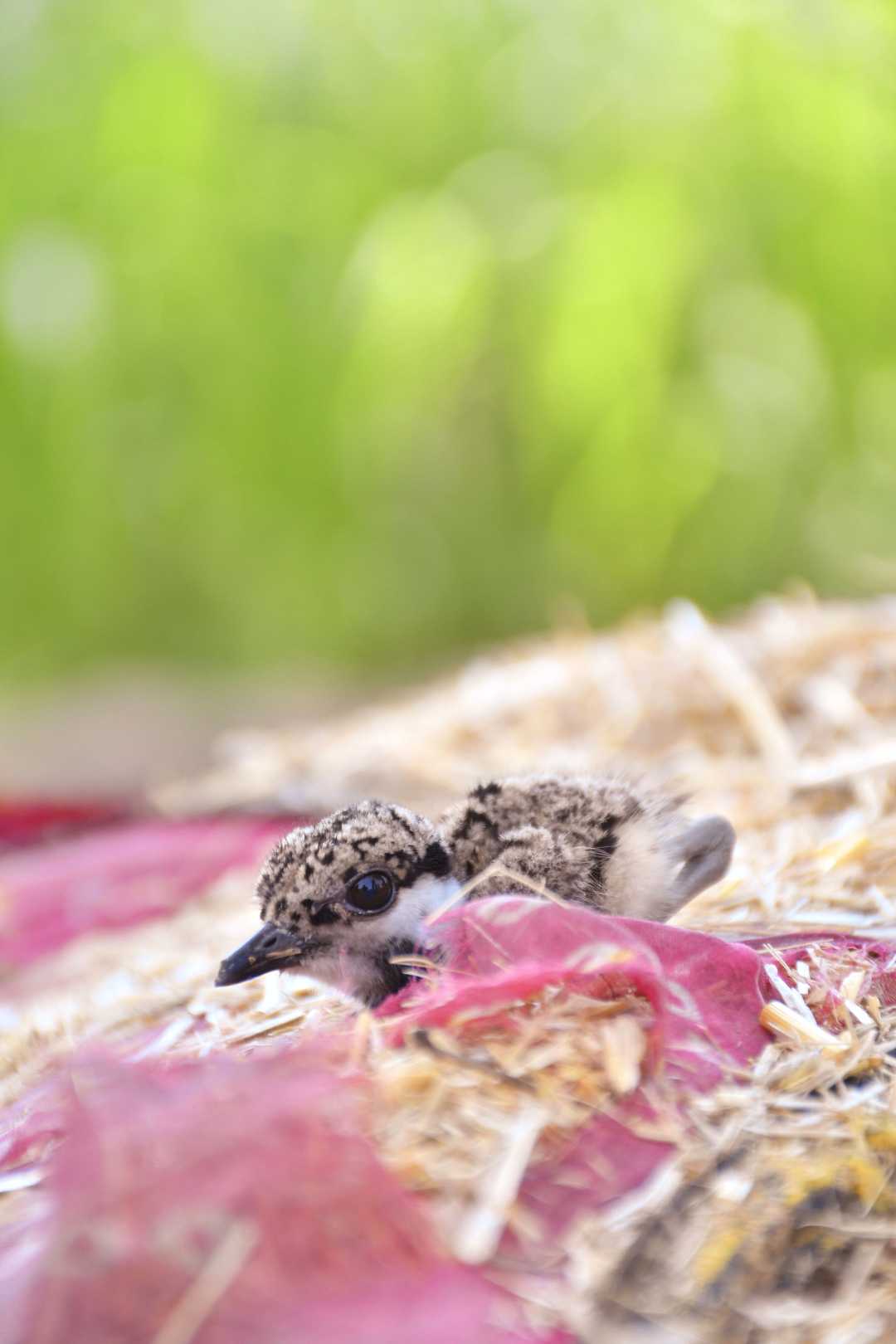 sparrow baby 🐥
