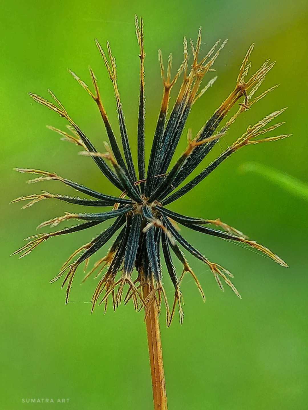 Dry grass flowers 