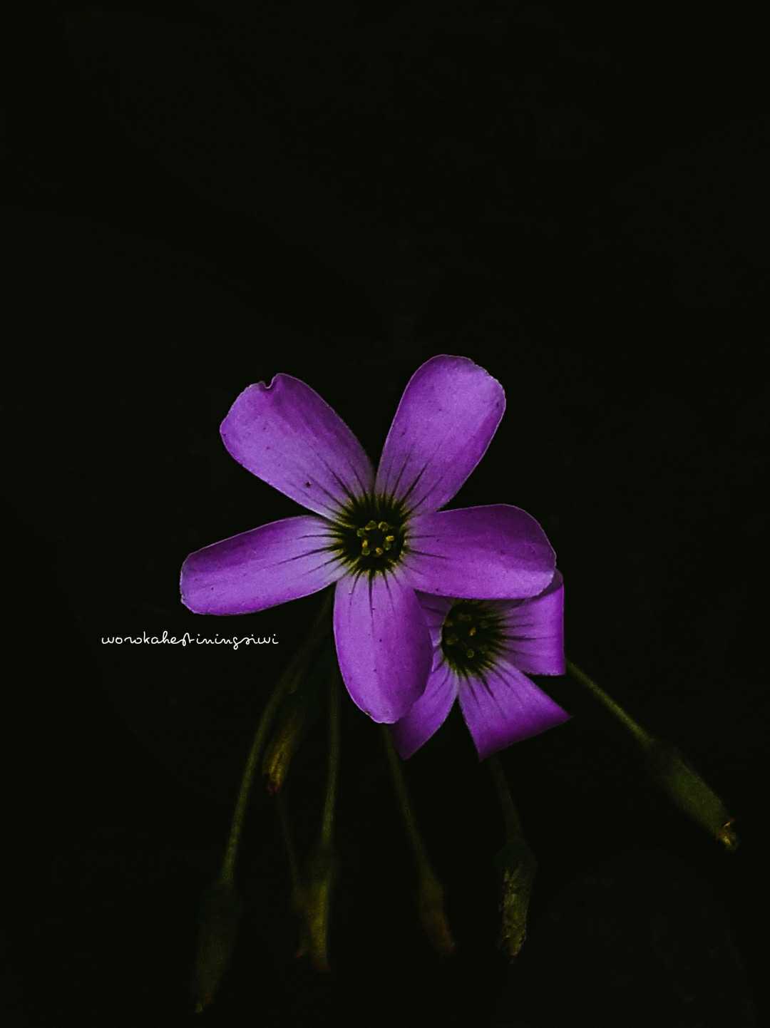 macro darkmood