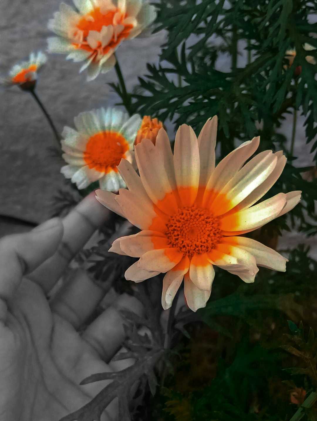 Colour splash 🌸 #PindleIndia
