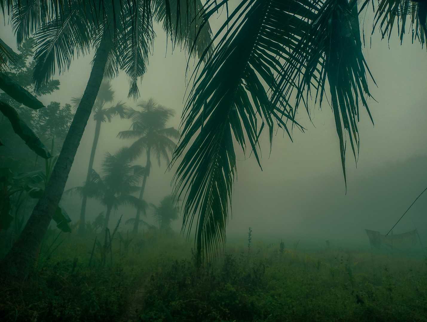 nature 