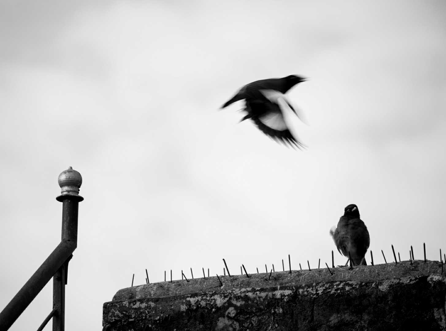 Myna in flight