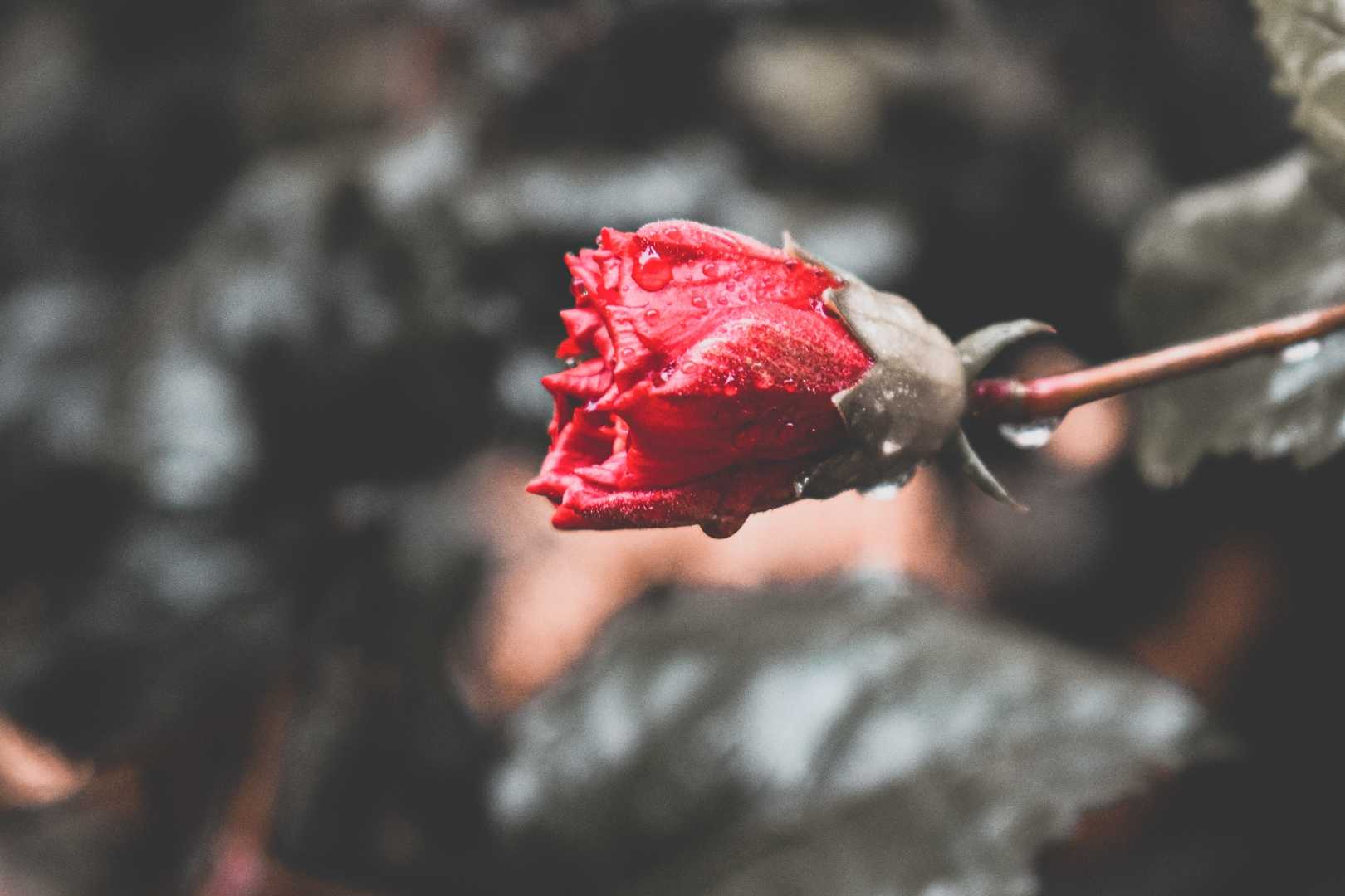 Flower Photography 