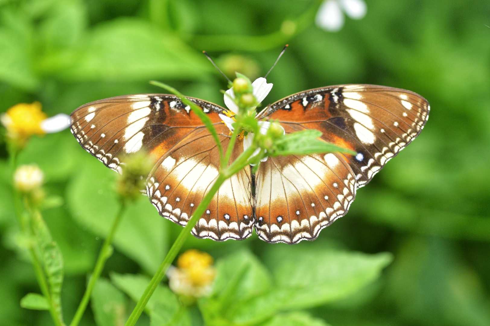 Kupu-kupu 