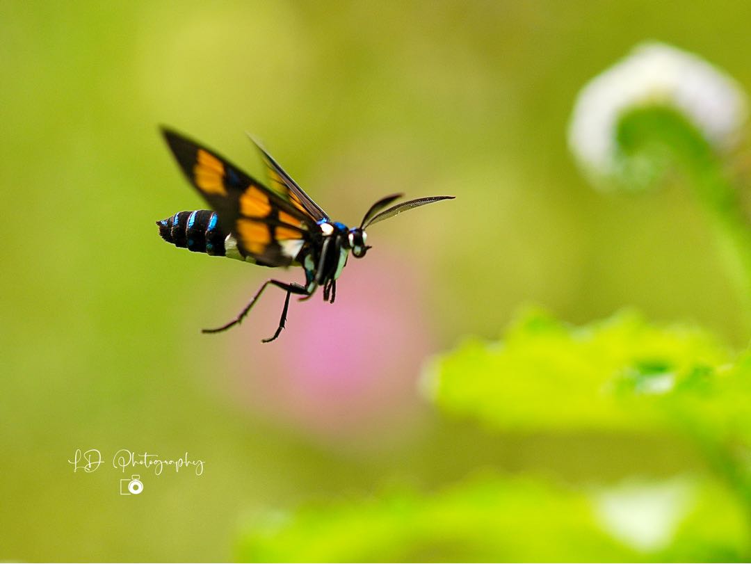 Euchromia horsfieldi moth