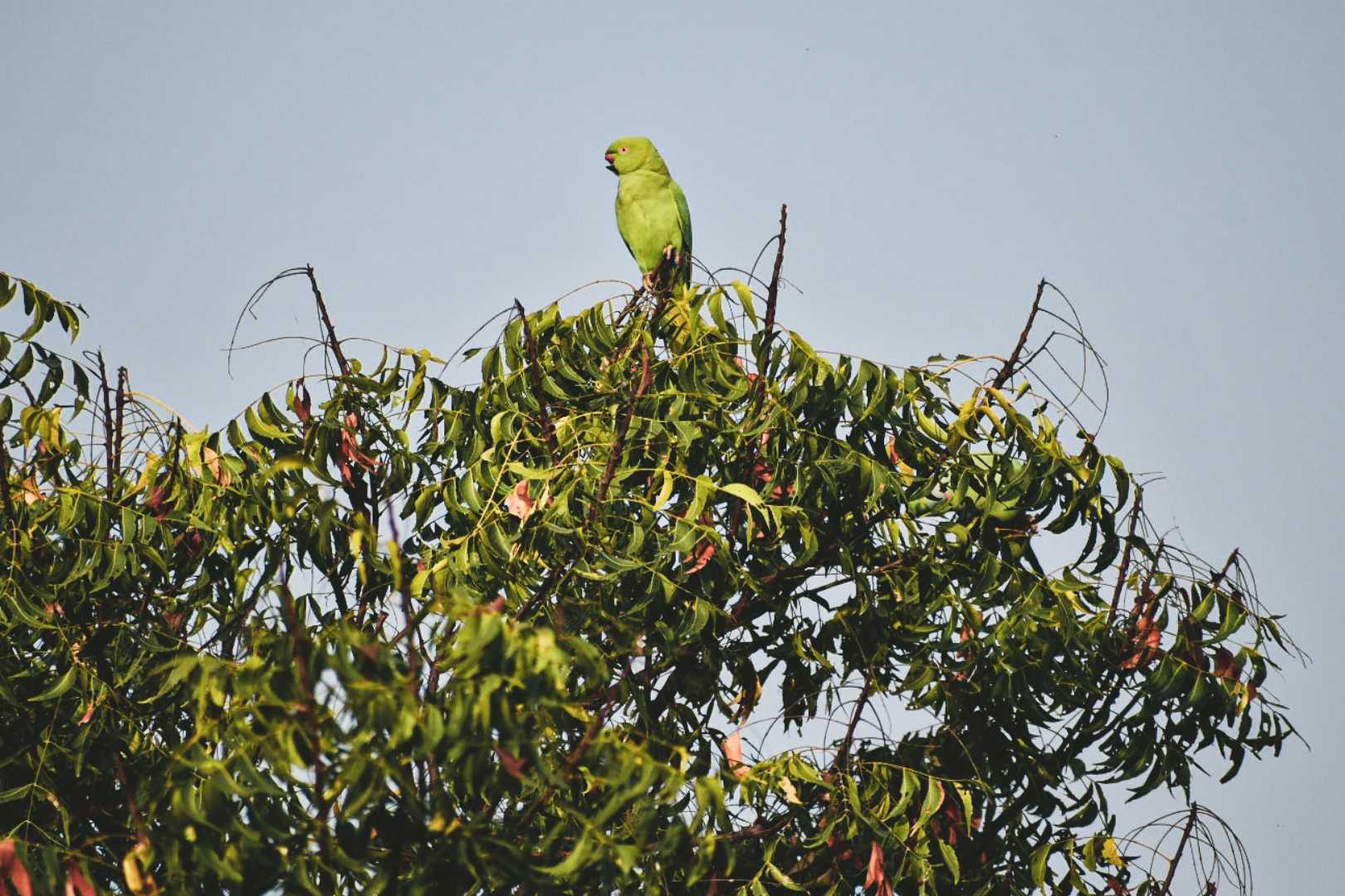 Indian Ringneck Parrot 