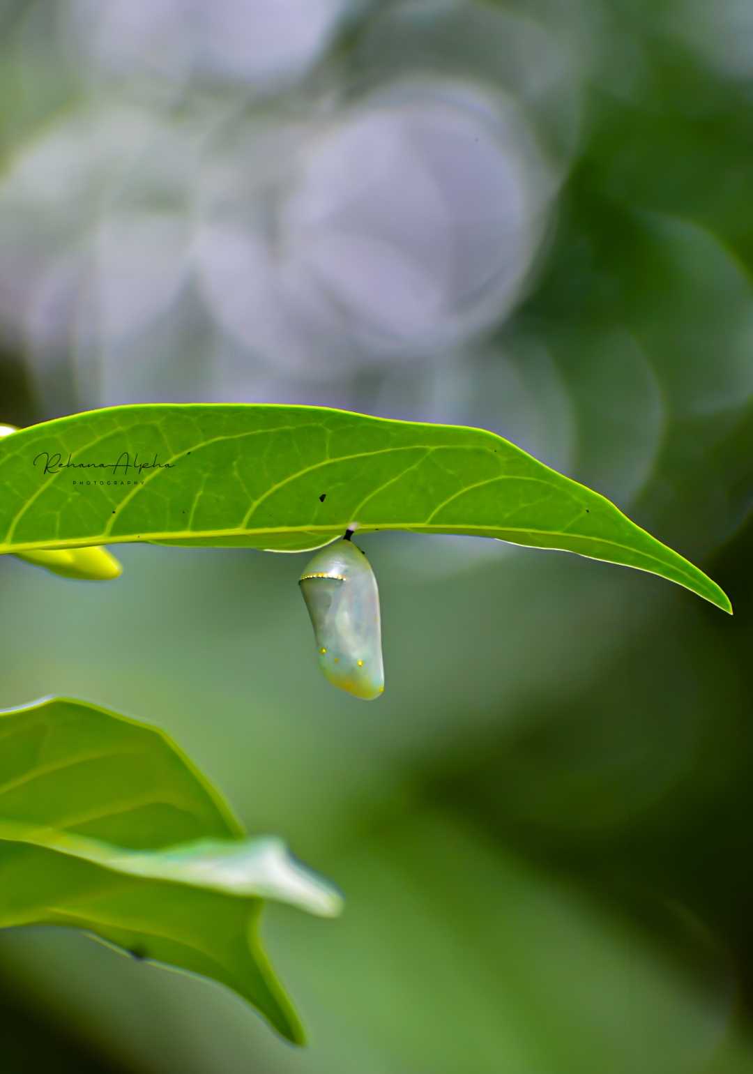 Pupa🦋