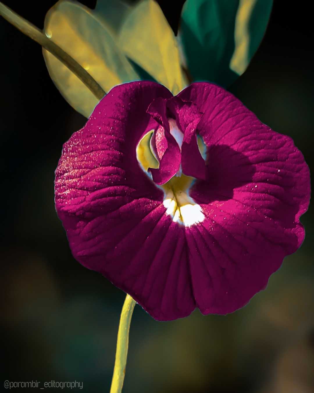 Flower macro