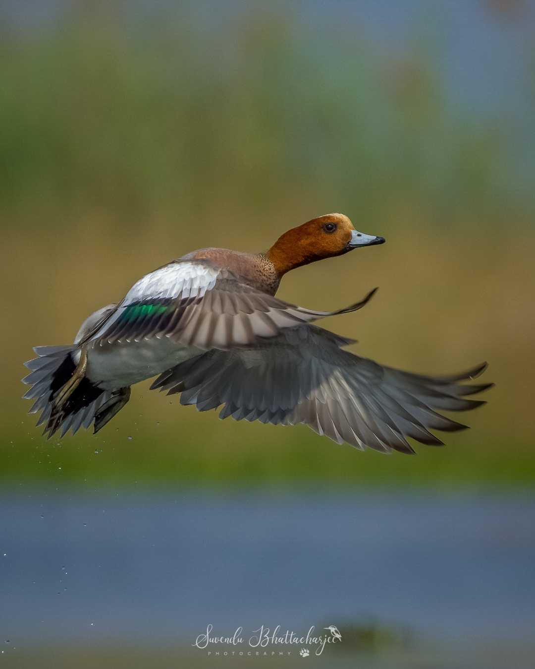 Wings are on action 
