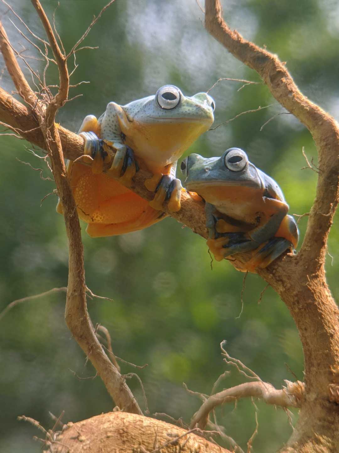 Flying Frog 