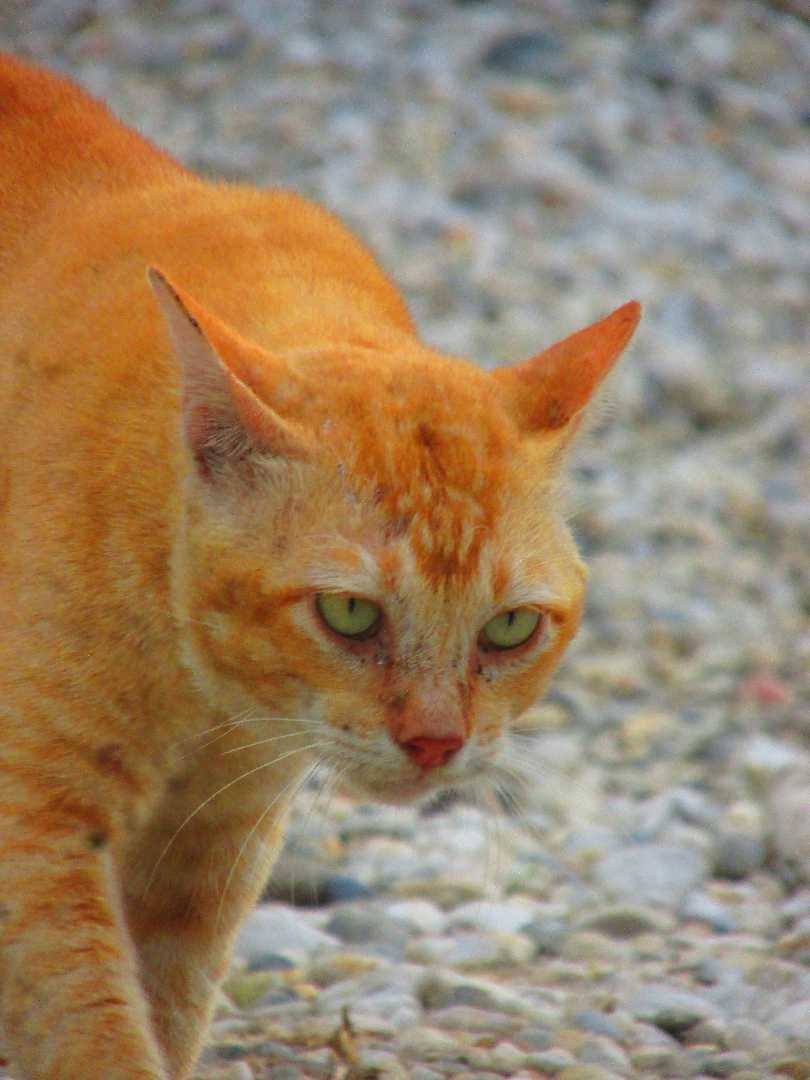 kucing oyen 