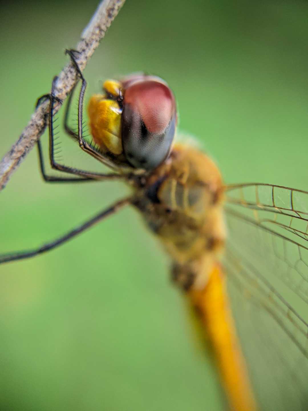 dragonfly 