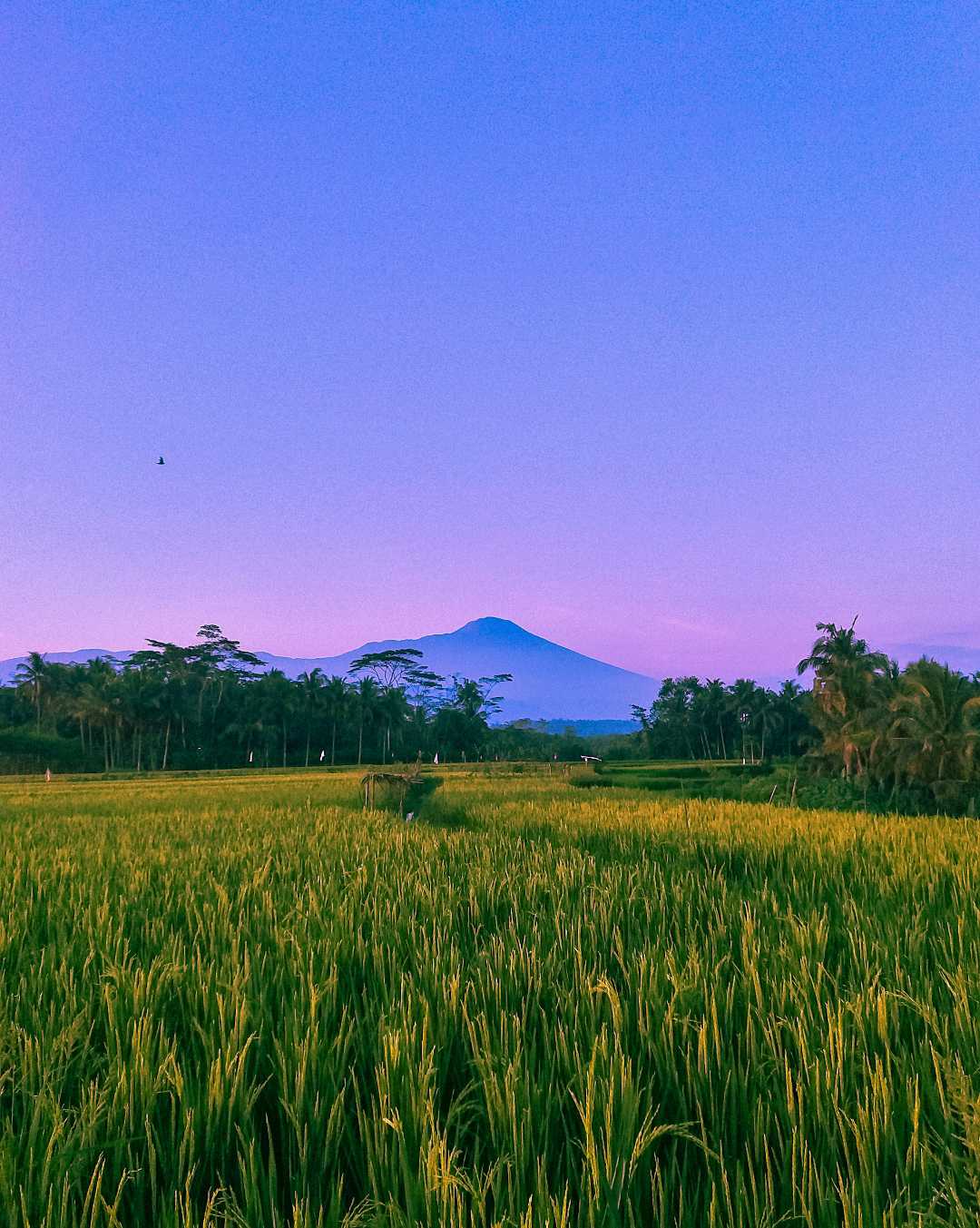 Gunung slamet