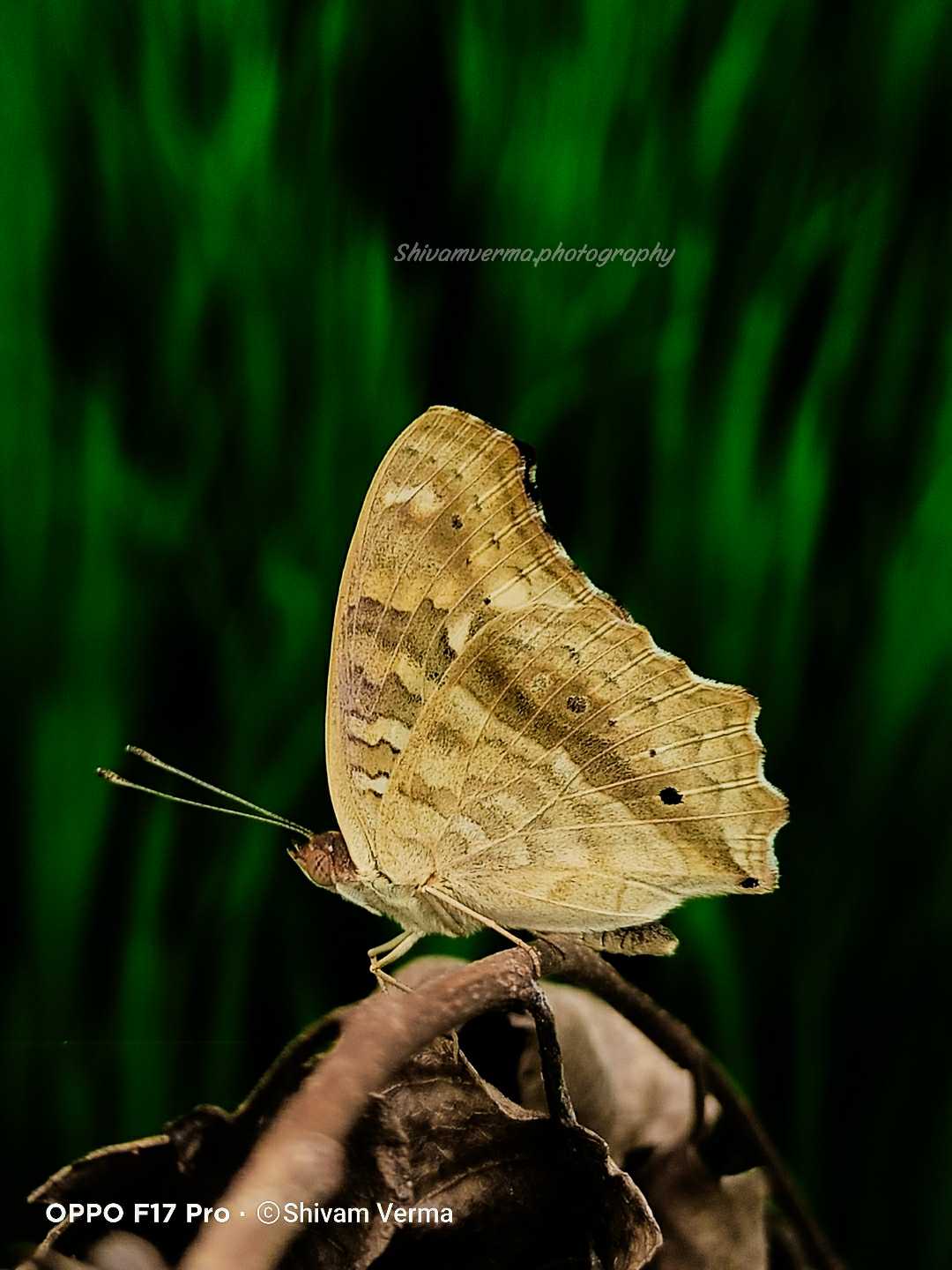 Lemon pansy Butterfly 🦋 