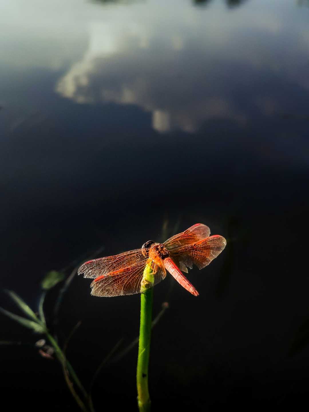 Dragonfly