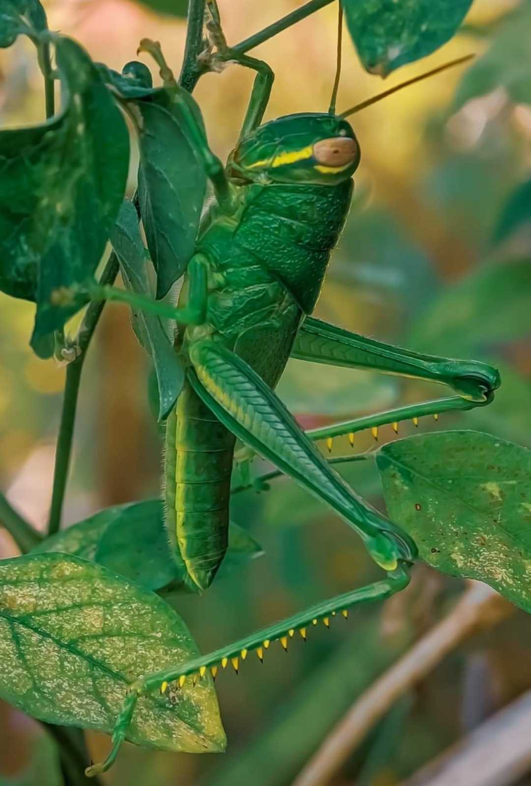 Grasshoppers
