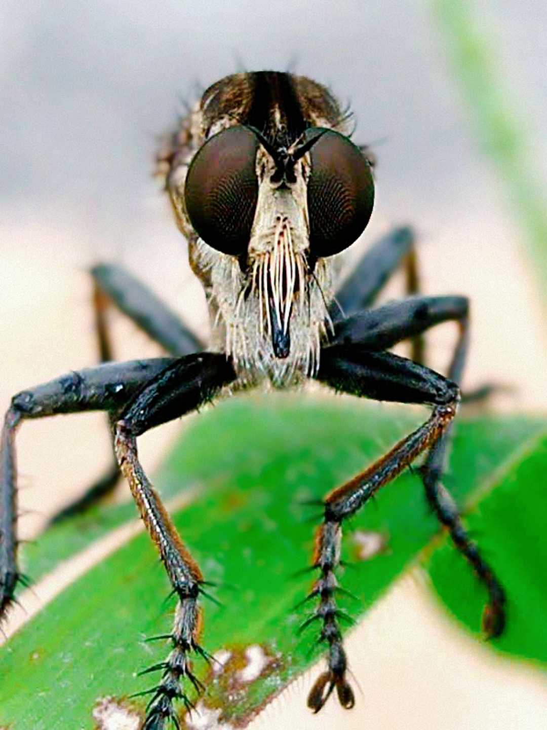 predator serangga