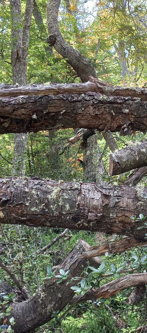 Pájaro Carpintero Gigante Argentino