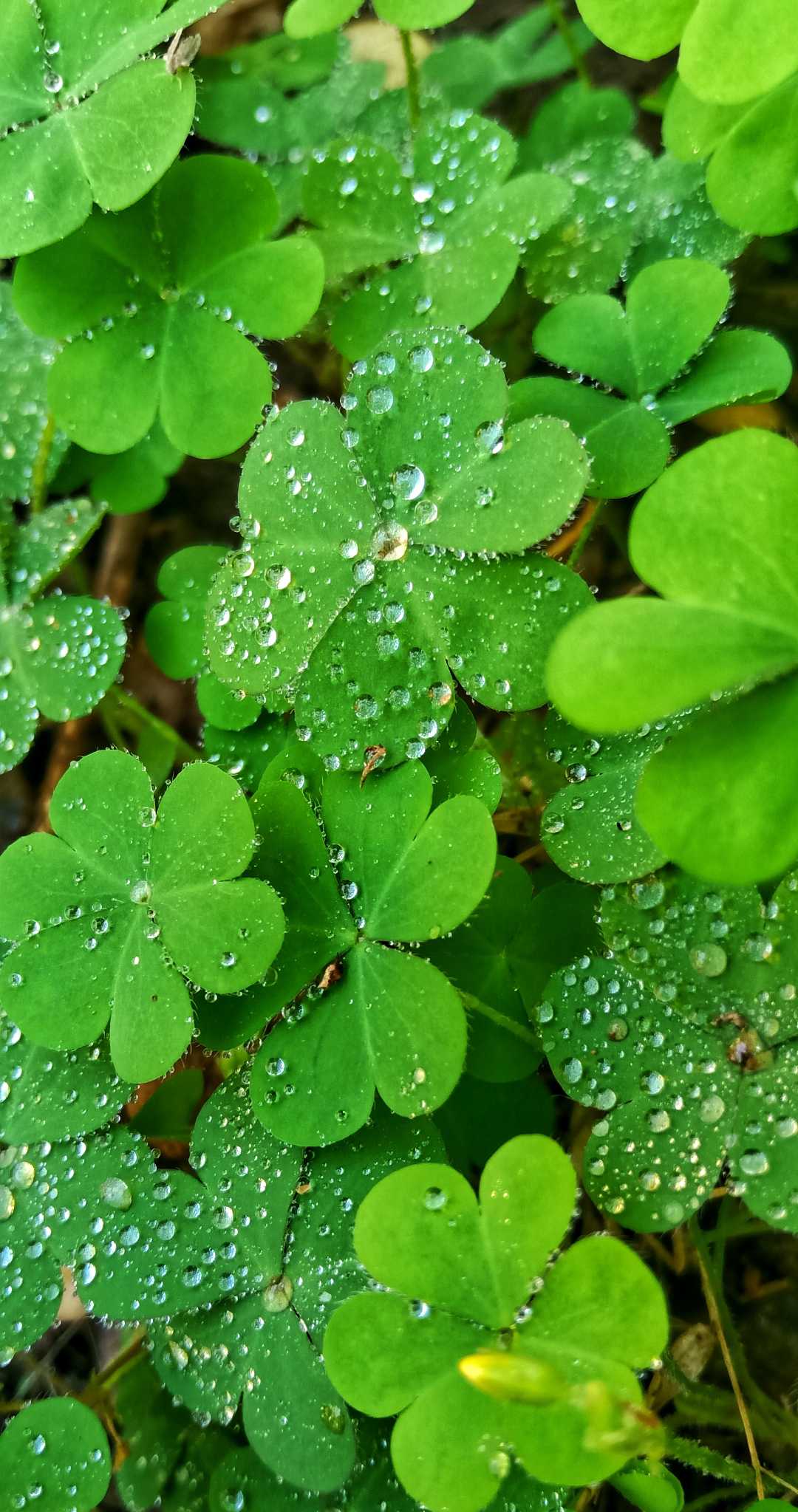 Nature🍀
