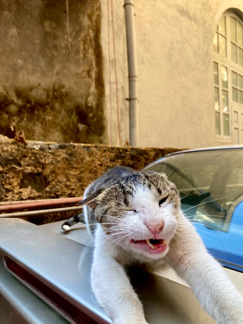 M O O D Y  🥴🐈