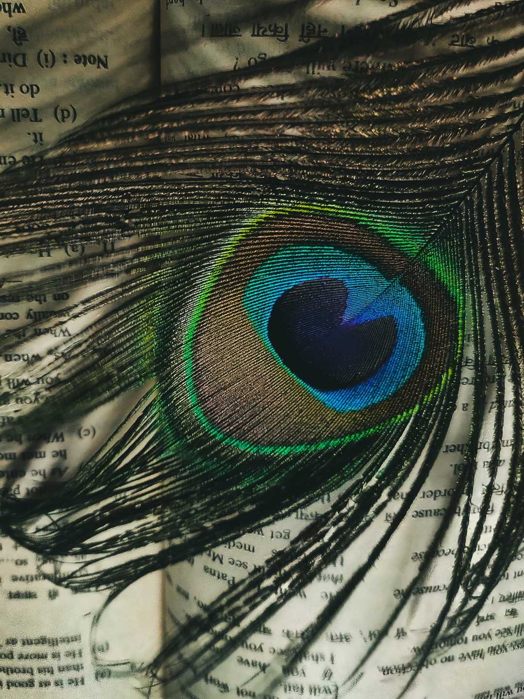 🦚🦚🦚🦚